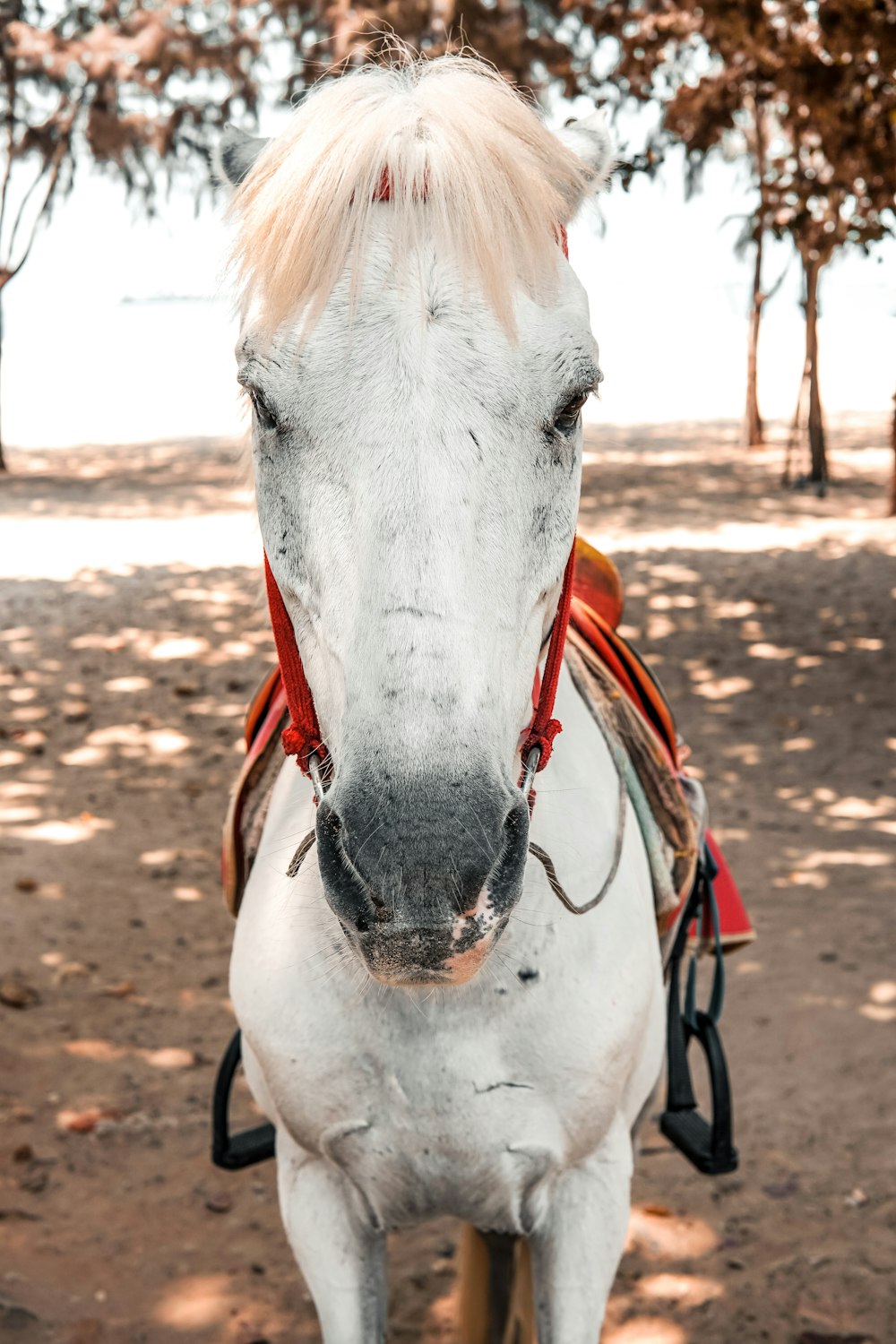 white horse on field