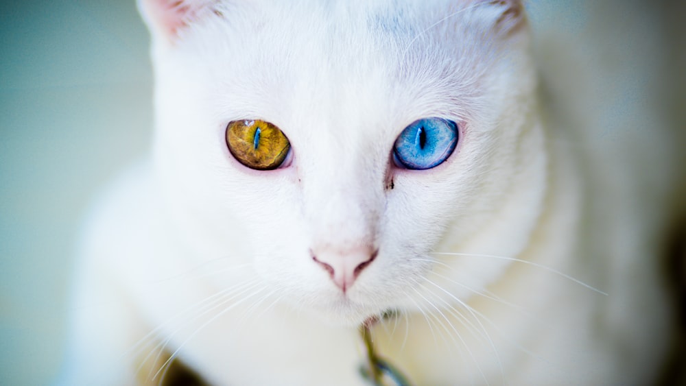 chat aux yeux bleus et jaunes assis sur une surface blanche