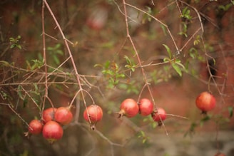 Delicate clusters of pomegranate flowers and fruit hanging from a branch against a soft earthy background.