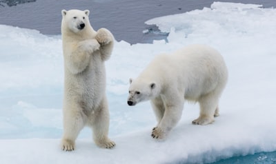 two polar bears bear teams background