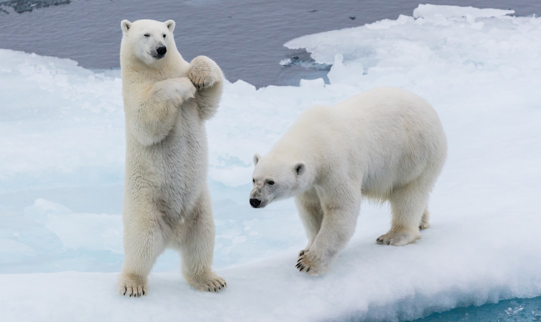 two polar bears,