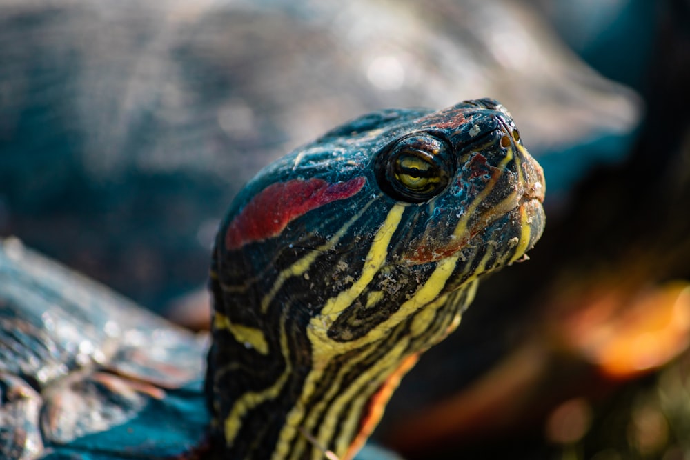 selective focus photography of brown and green turtle