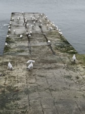 A flock of seagulls is gathered on a moss-covered stone pier extending into a calm body of water. The birds are scattered along the length of the pier, with some standing close together while others are more spaced out. The overcast sky and still water create a serene atmosphere.