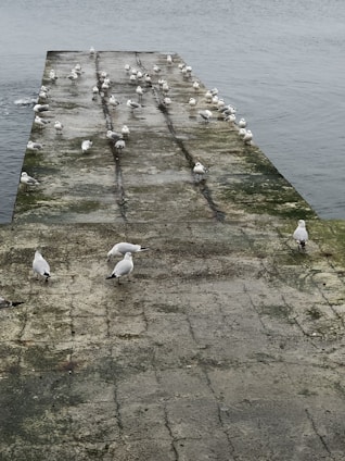 A flock of seagulls is gathered on a moss-covered stone pier extending into a calm body of water. The birds are scattered along the length of the pier, with some standing close together while others are more spaced out. The overcast sky and still water create a serene atmosphere.