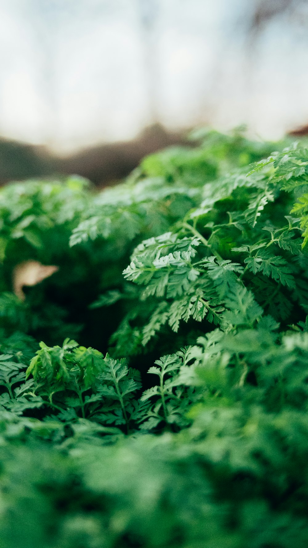 selective focus photography of parsley plants during daytime