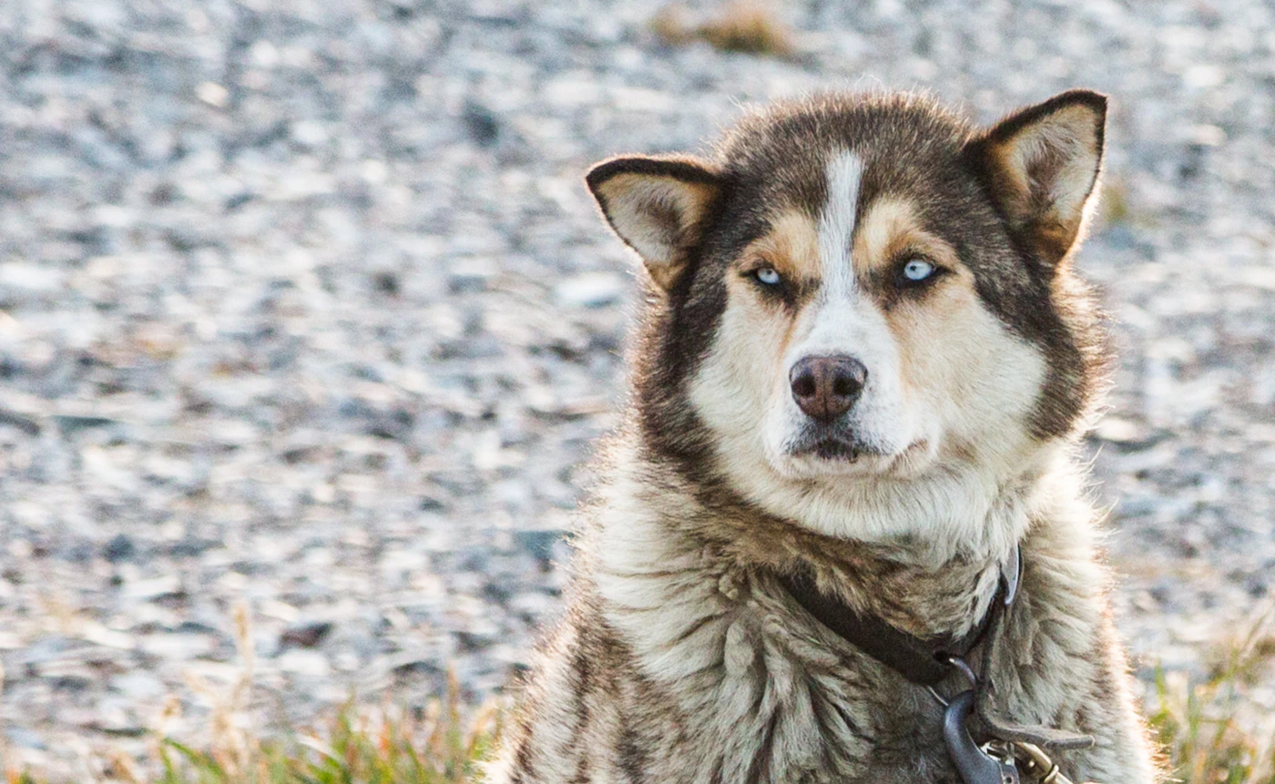 Alaskan Malamute de pelaje gris y blanco
