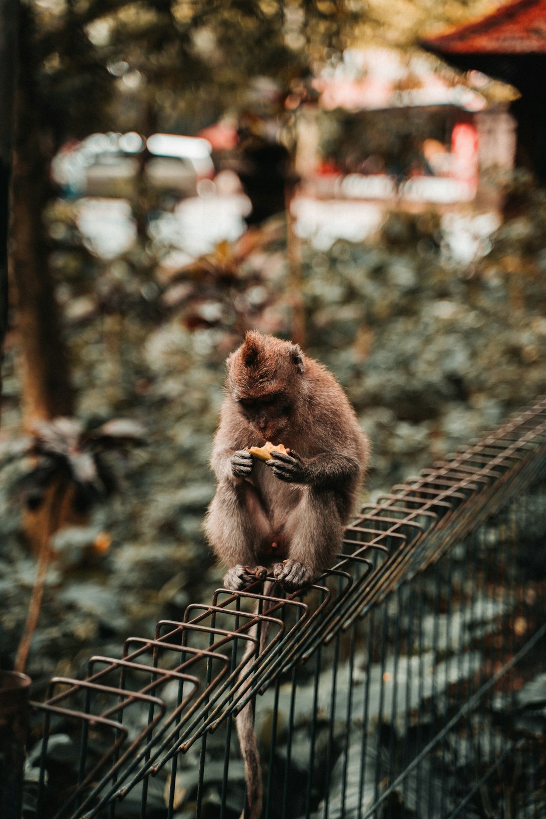 brown monkey on brown metal fence