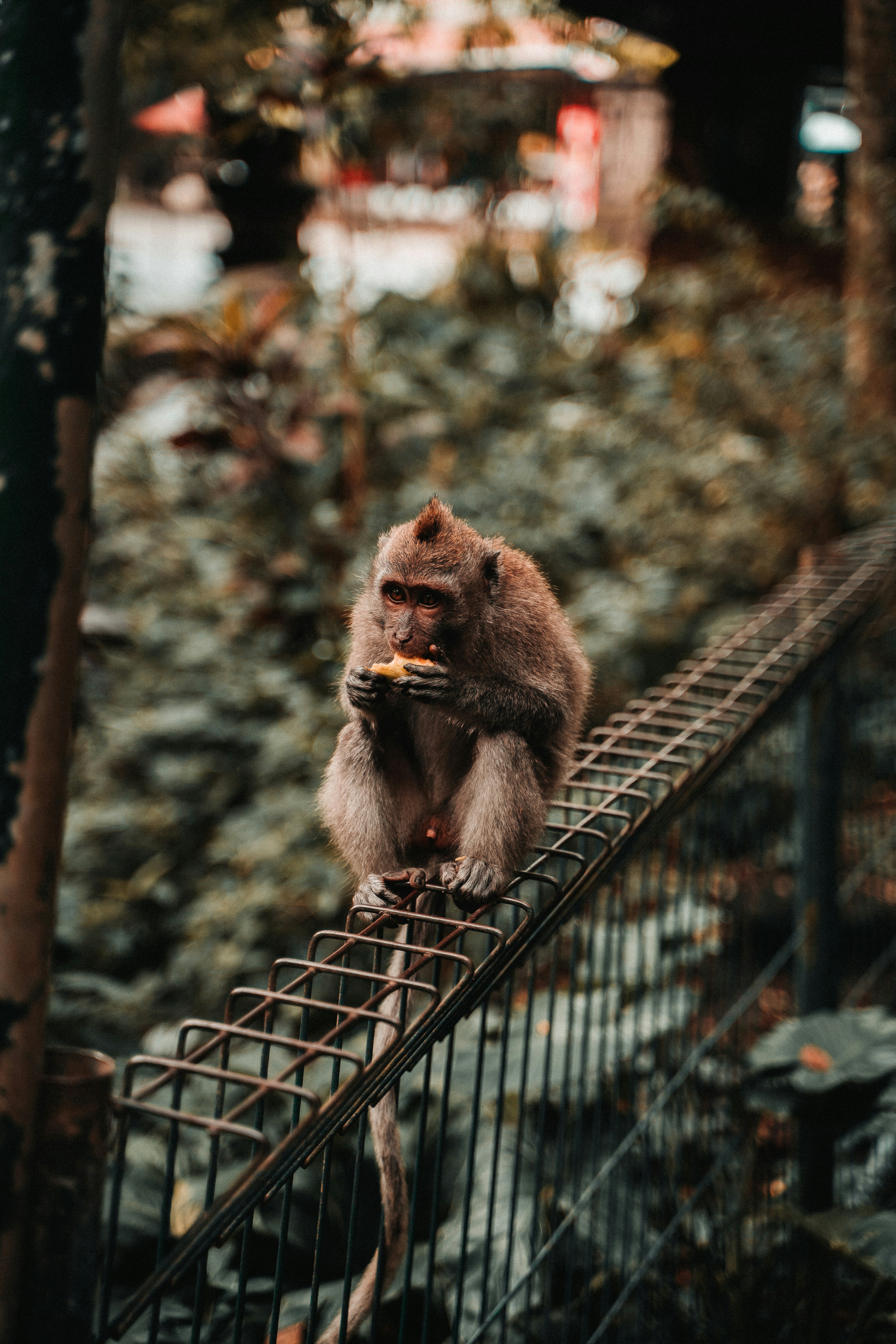 Sacred Monkey Forest