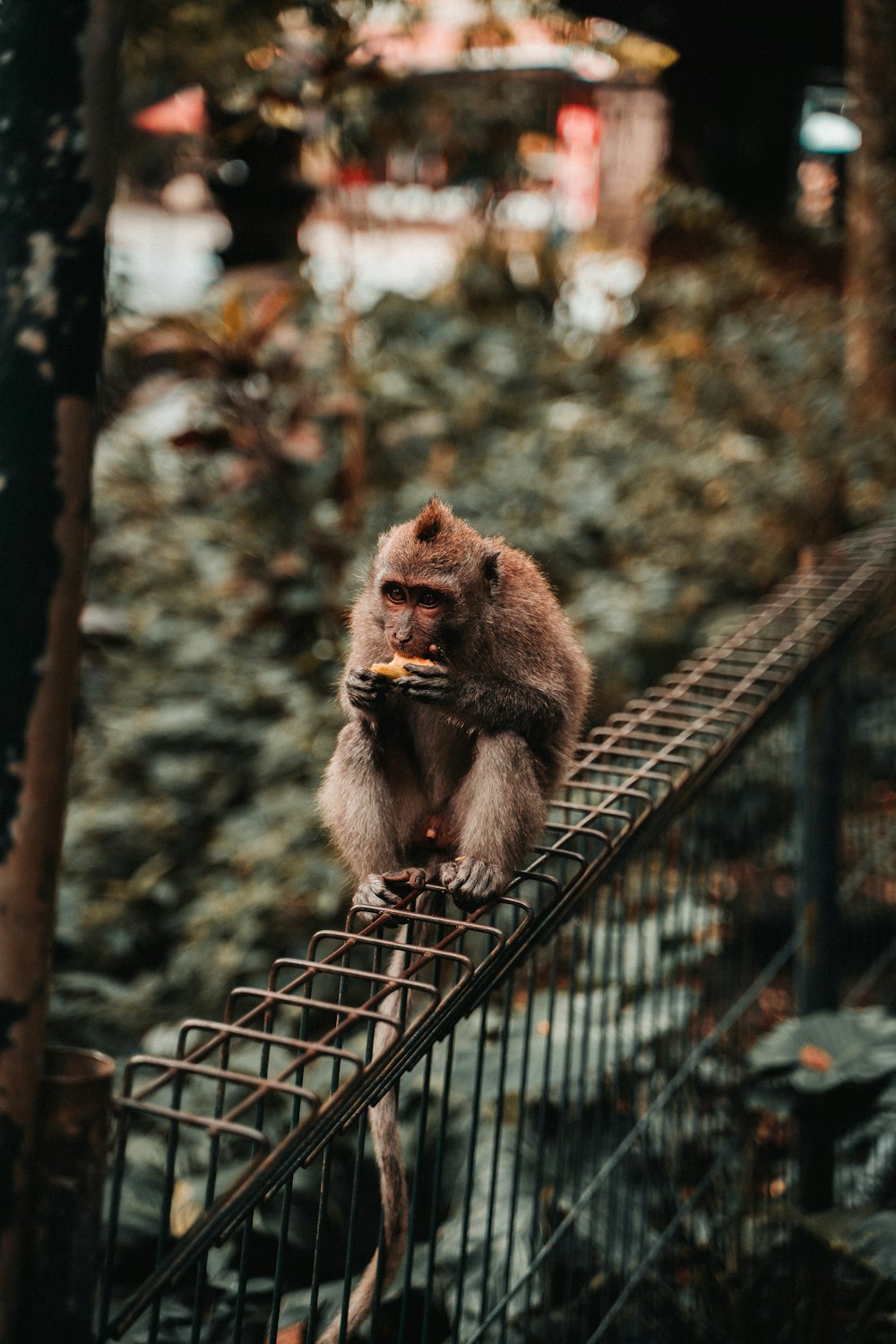 monkey eating on gray metal frame during daytime