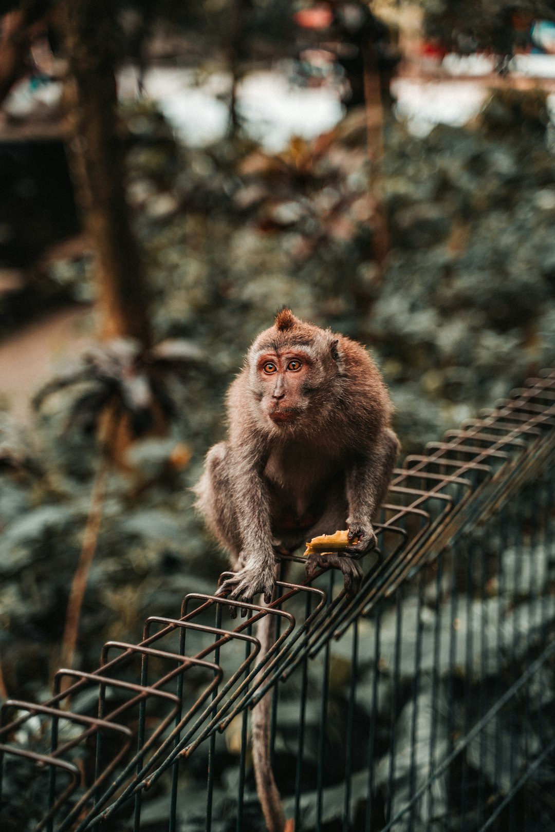 selective focus photography of brown monkey on brown metal gate