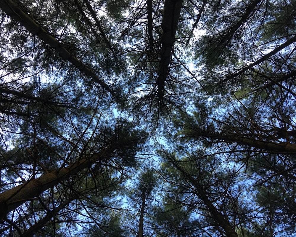 low angle photography of tall trees during daytime