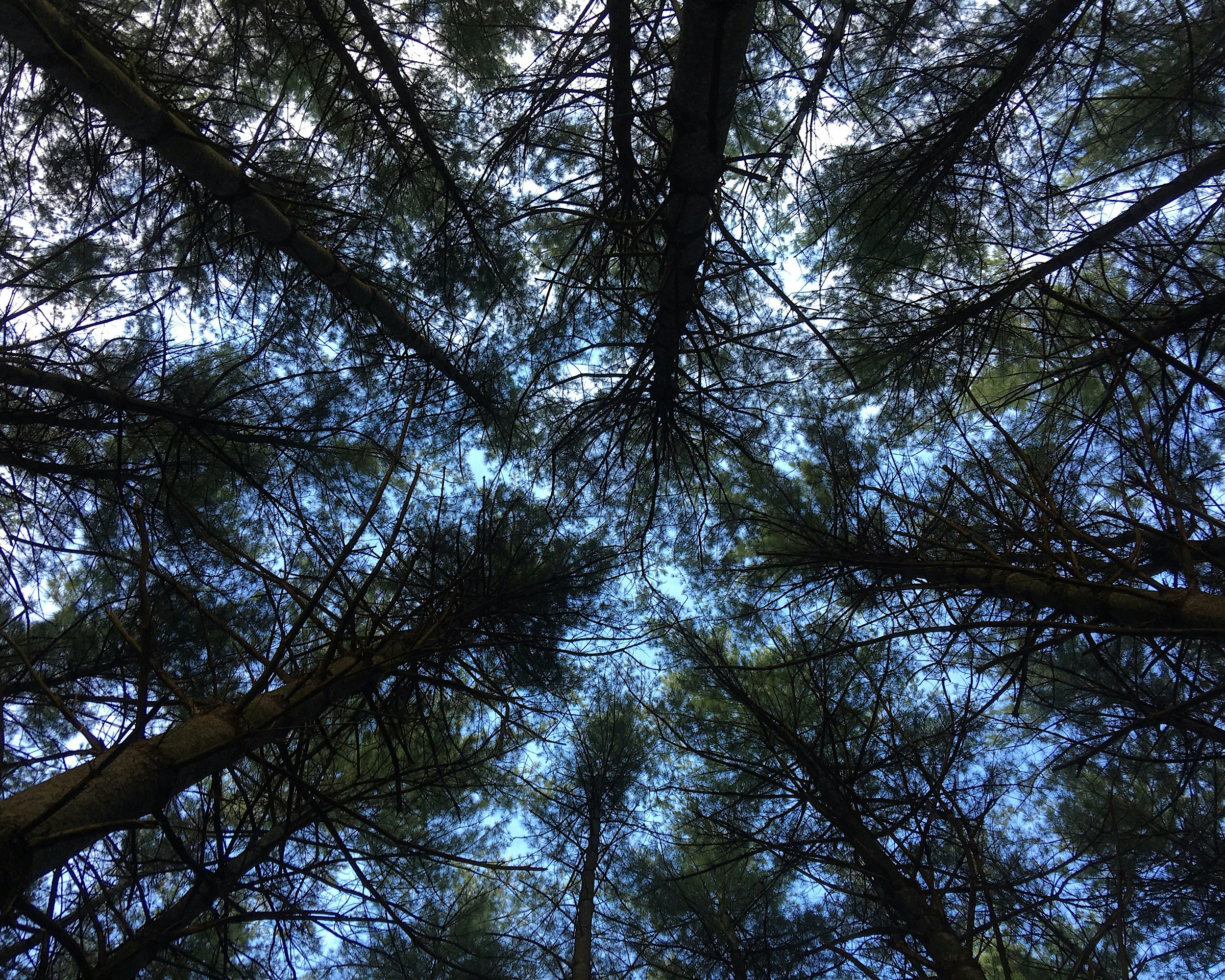 At an abandoned tree farm where all the pines are planted in even rows and it makes you dizzy to look up. Near the Hoosier Valley Railroad Museum.