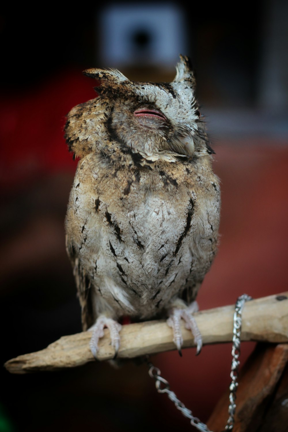 selective focus photography of brown owl perched on tree