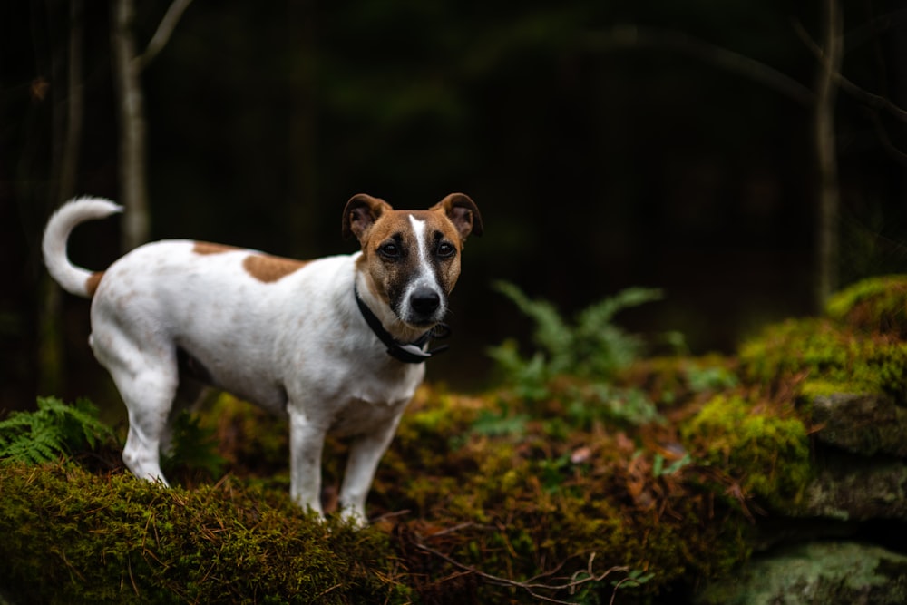 white and brown dog standing near tree