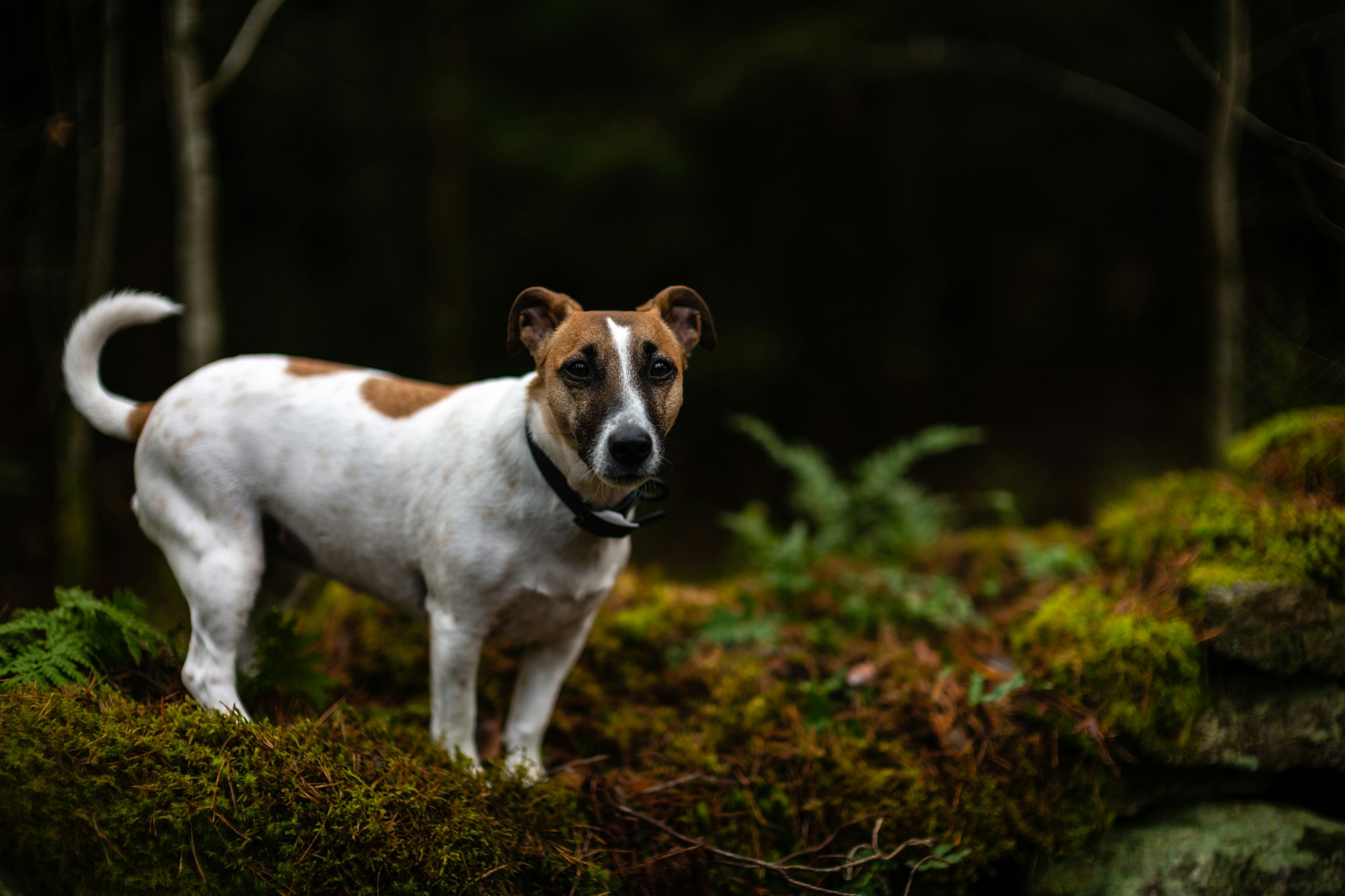 Jack Russell Terrier Sie And Weight