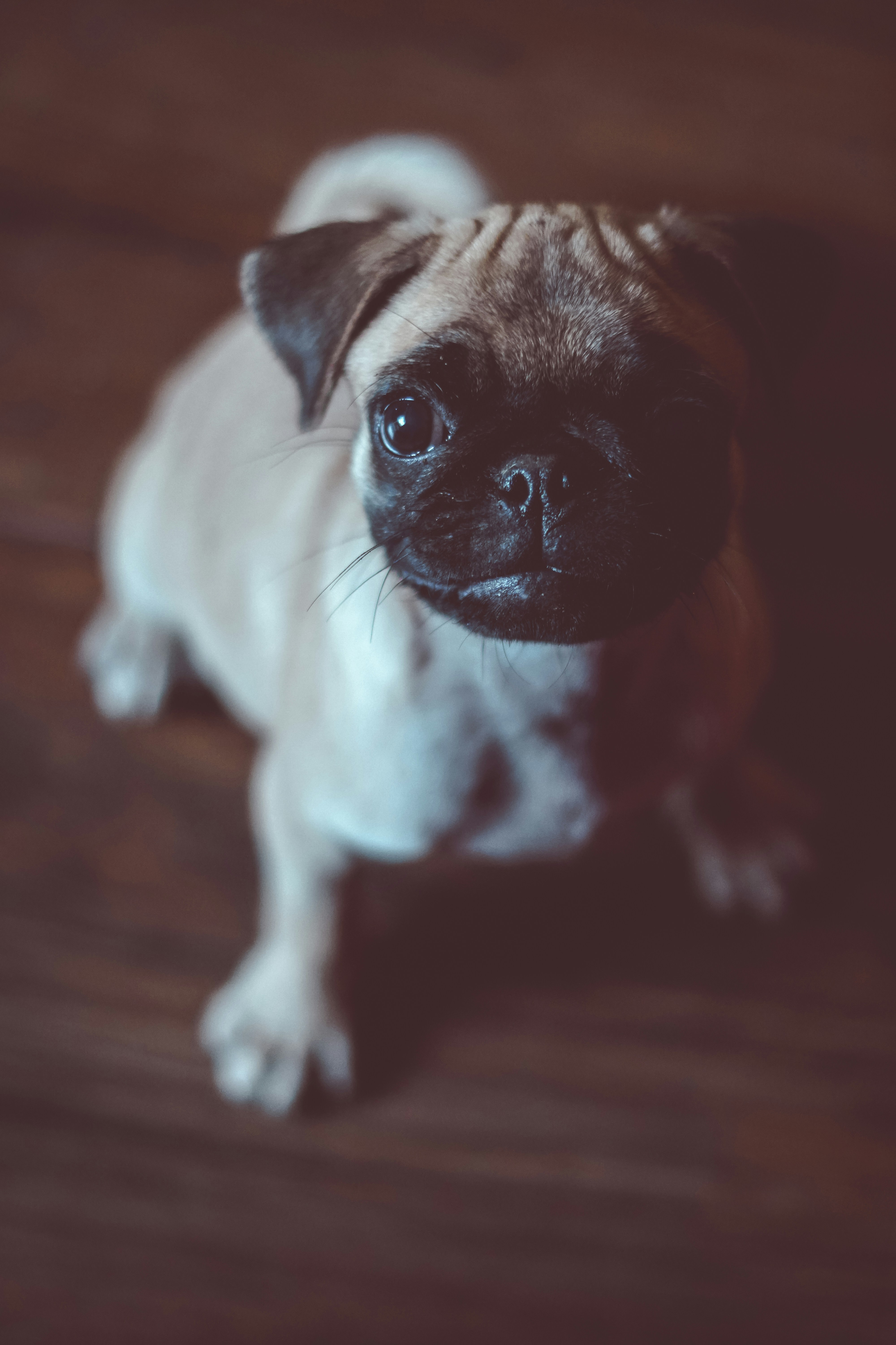 ポーンパグの写真 Unsplashで見つけるパグの無料写真