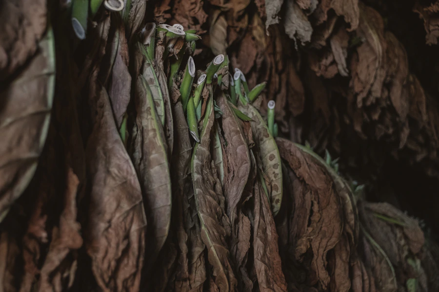 Cured tobacco leaf close-up