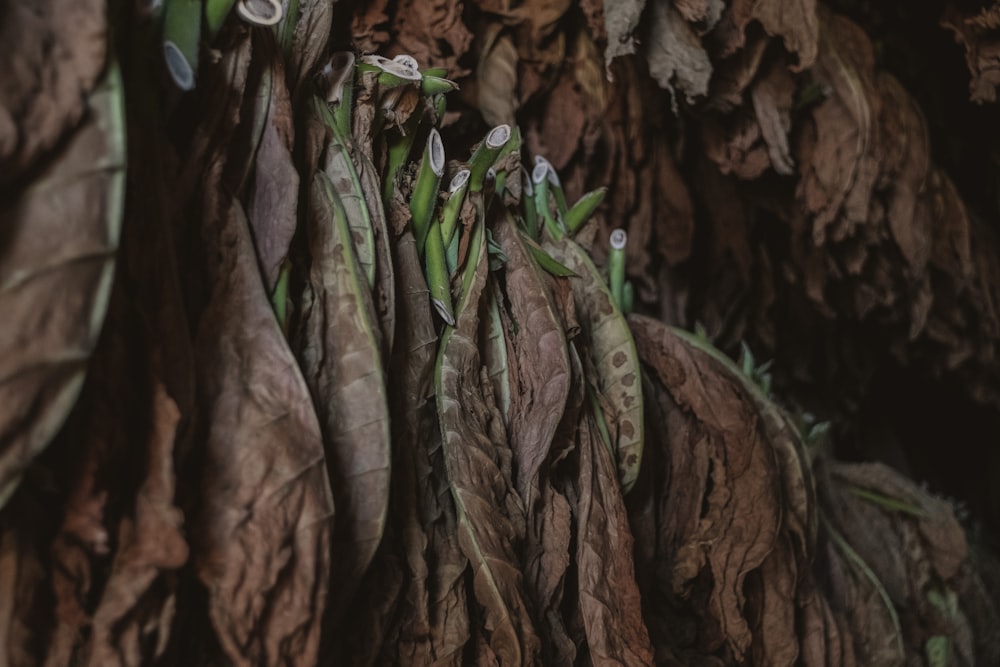 dry leaf