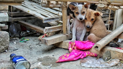 two puppy sitting on brown board