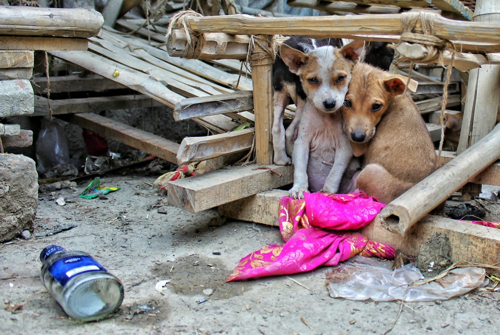 two puppy sitting on brown board