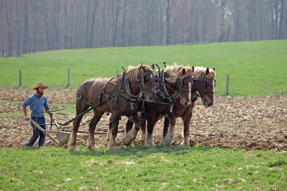 person guiding three brown horses