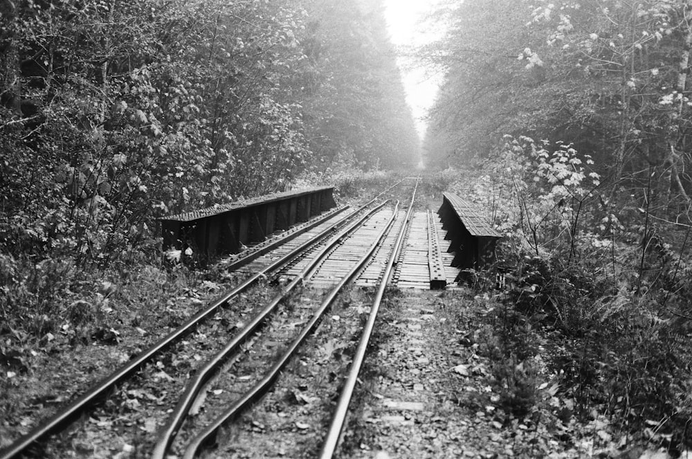 grayscale photography of bridge surrounded with trees