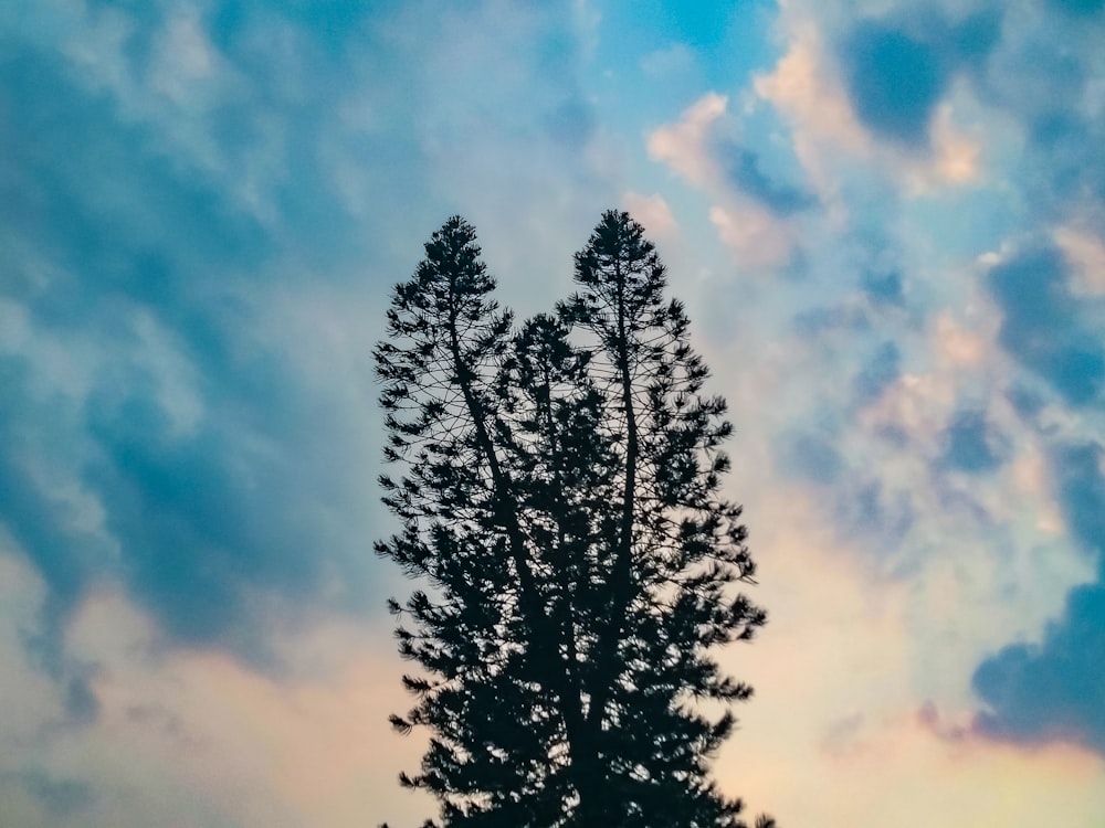 曇り空の下の松の木のシルエットのローアングル写真