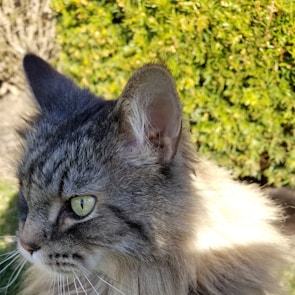 Close-up of a cat’s silky fur with gentle moss-green foliage softly blurred in the background.