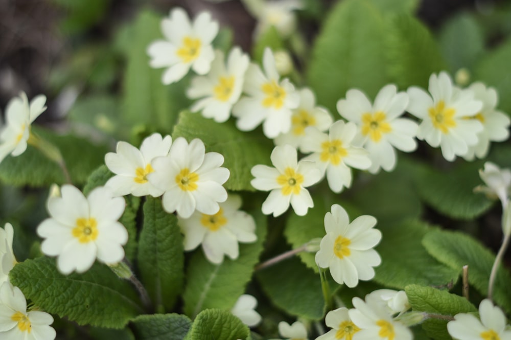 close-up of white-petaled flower