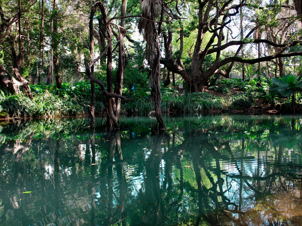 Chiaro specchio d'acqua vicino all'albero nella giungla durante il giorno