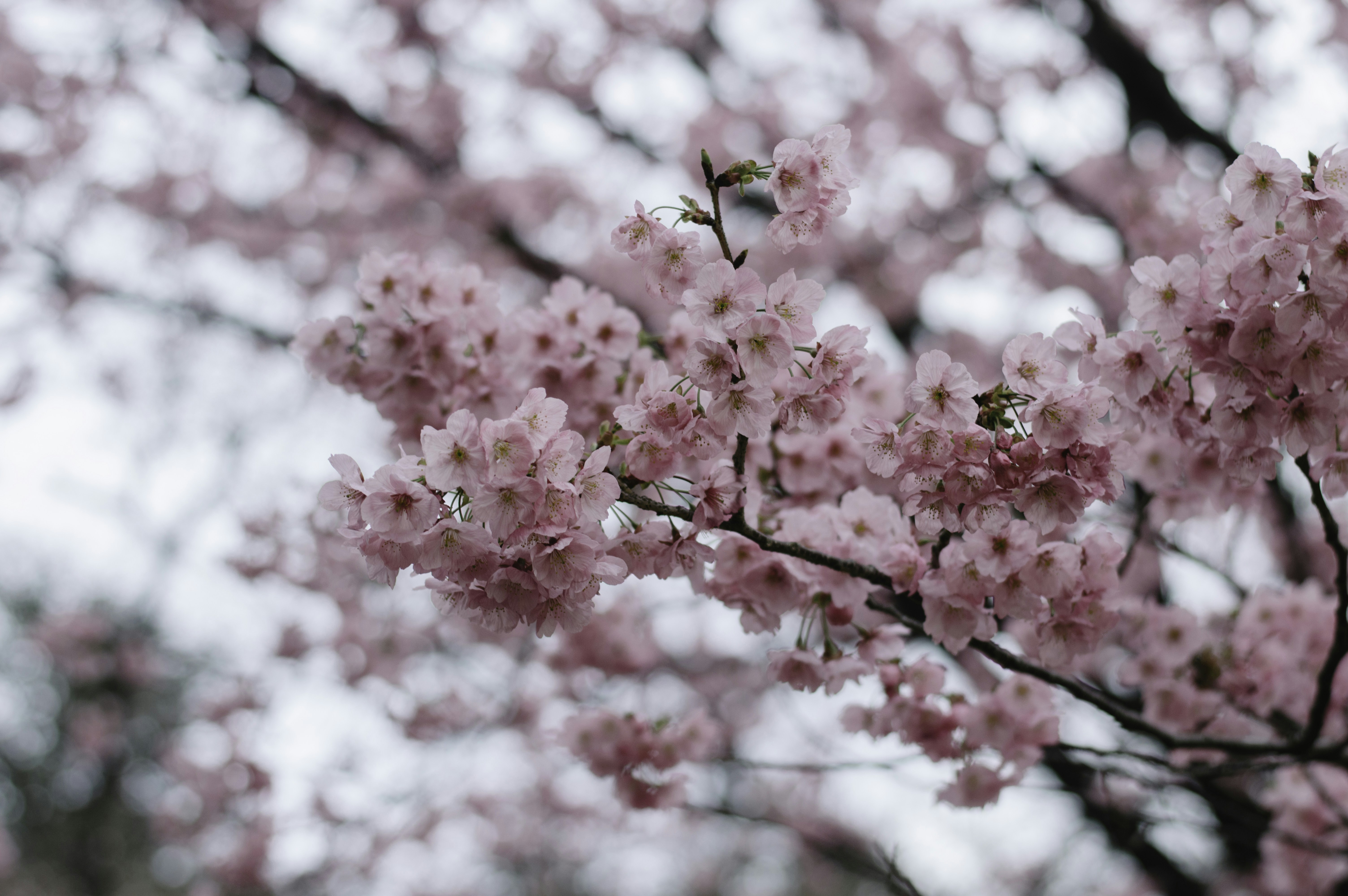 Photo by paracetamol