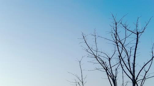 Minimalist photo of a lone tree silhouetted against an expansive sky.