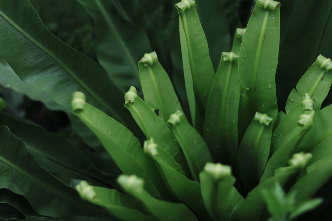 green-leafed plant