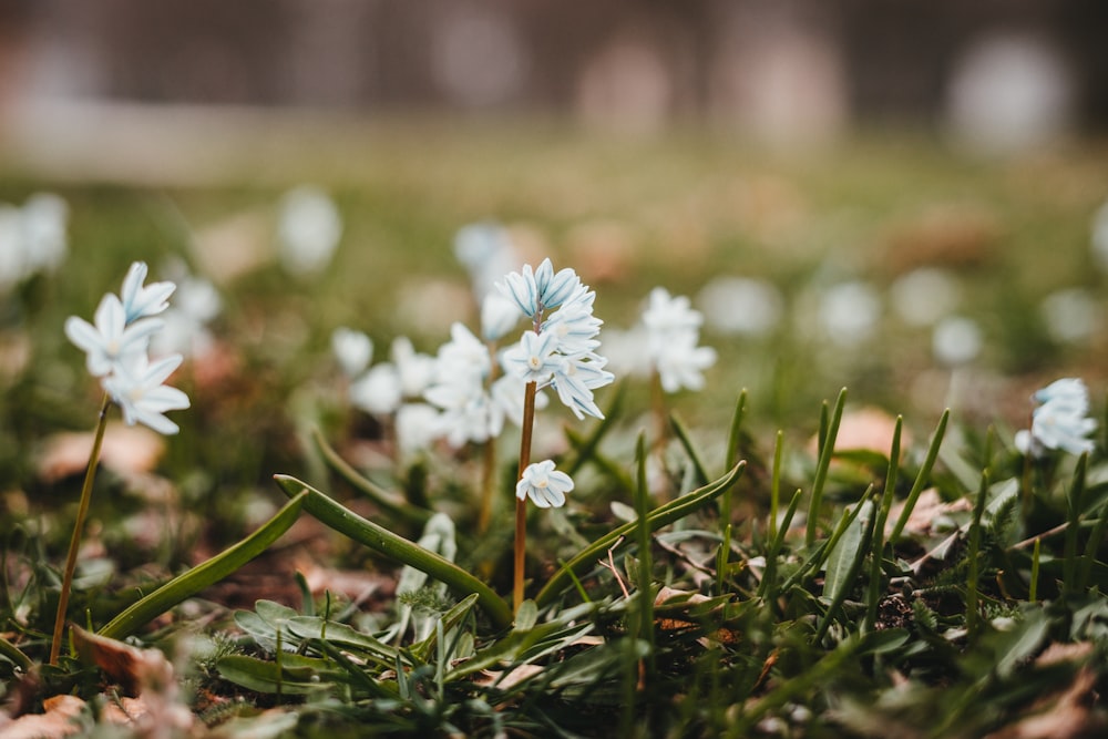 selective focus photo of white-petaled flower