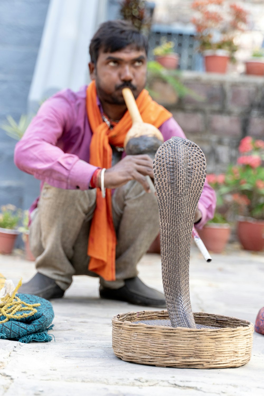 person playing instrument with cobra