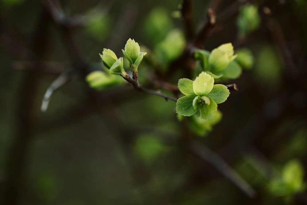 green leaves