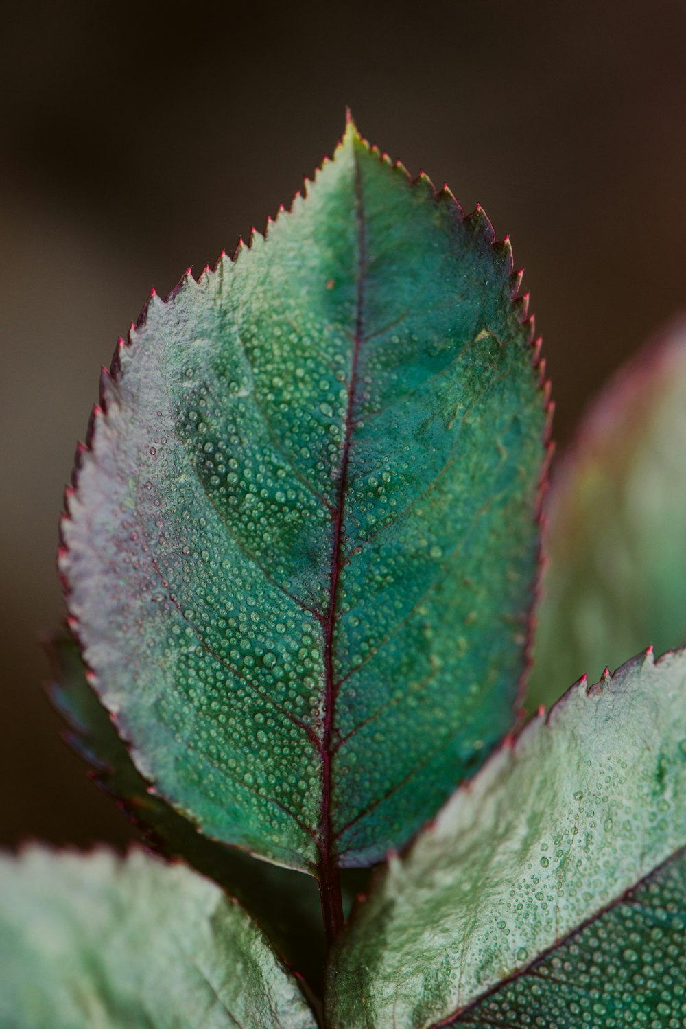 green-leaf plant close-up photography