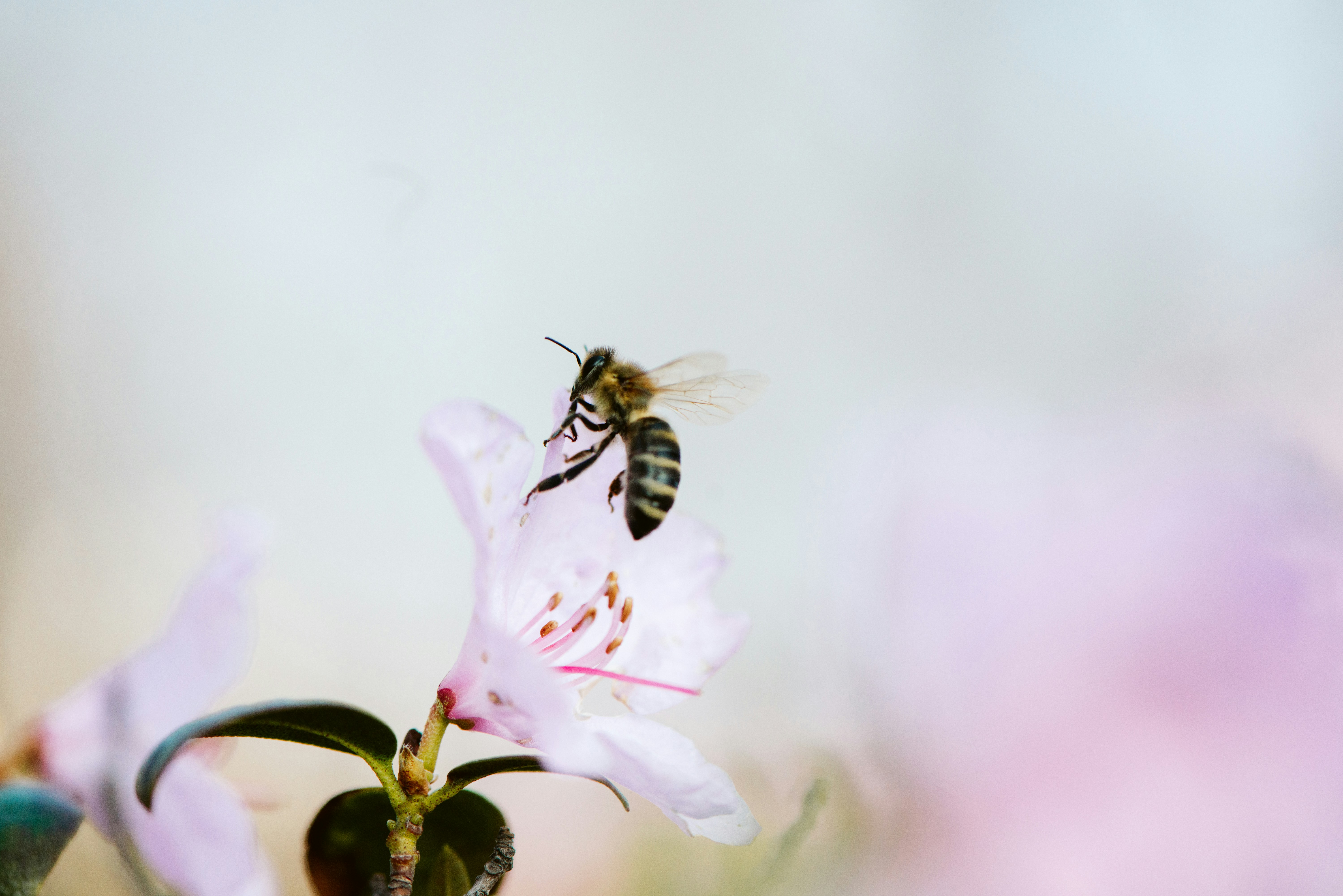 bee and white-petaled flower