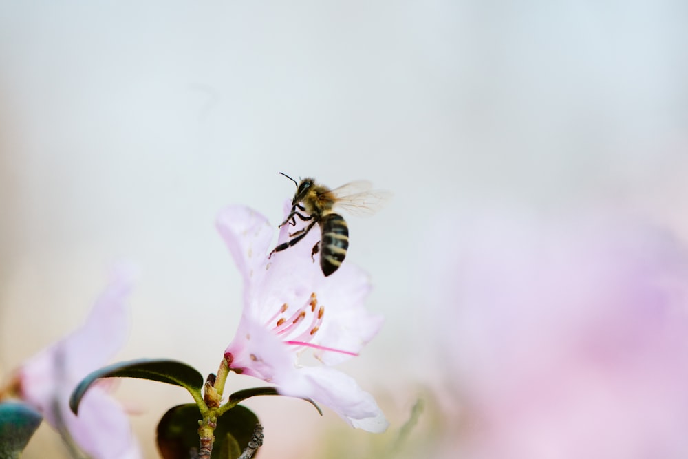 bee and white-petaled flower
