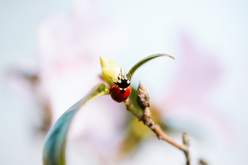 roter Marienkäfer auf grüner Pflanze
