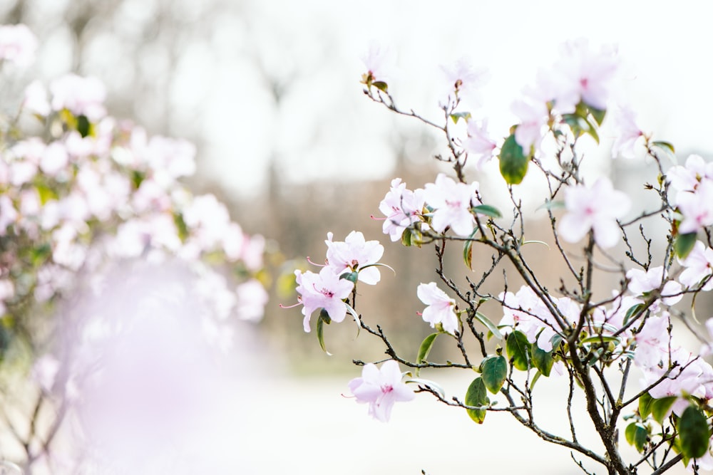 blooming pink petaled flowers