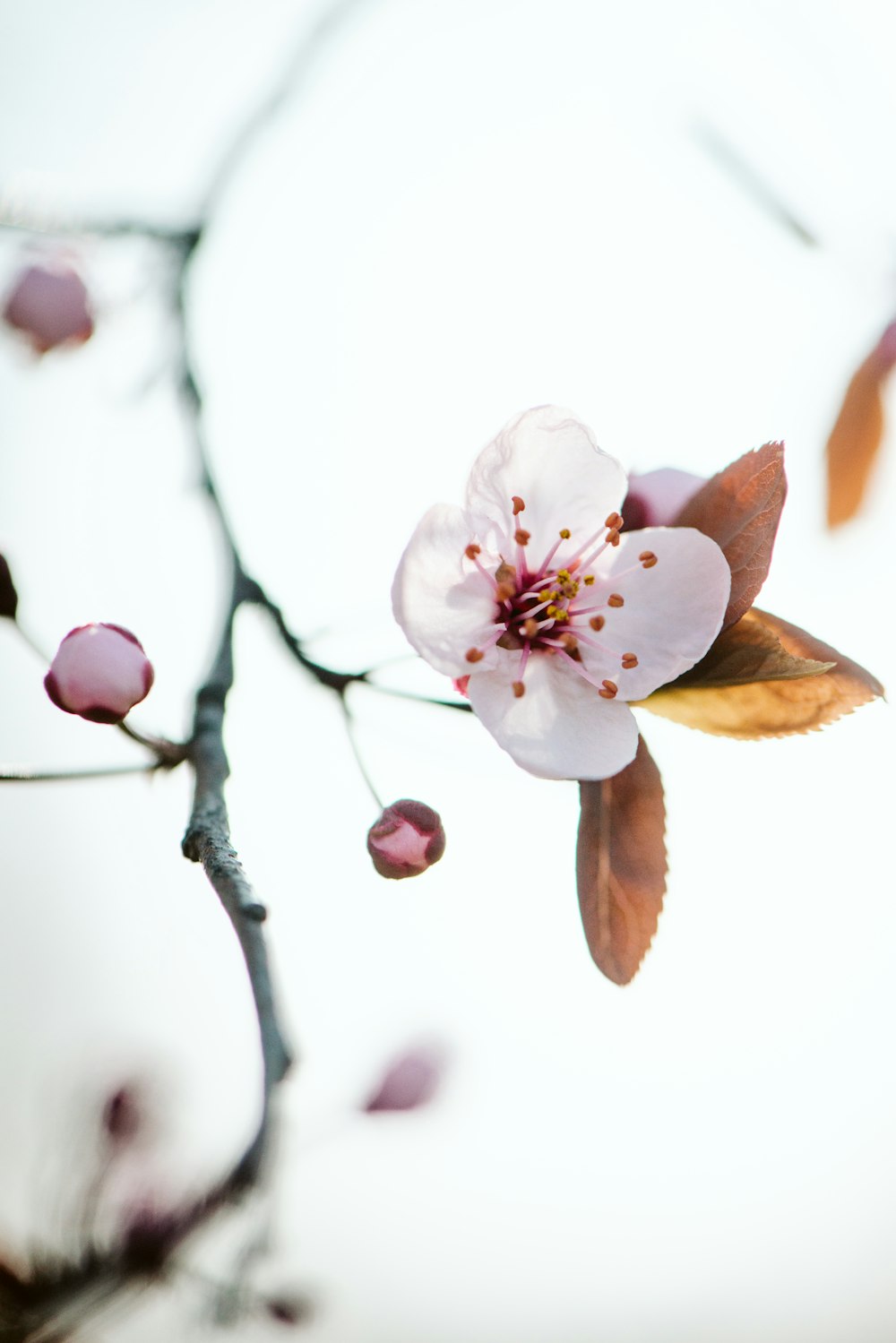 Foto de enfoque selectivo de flores de cerezo