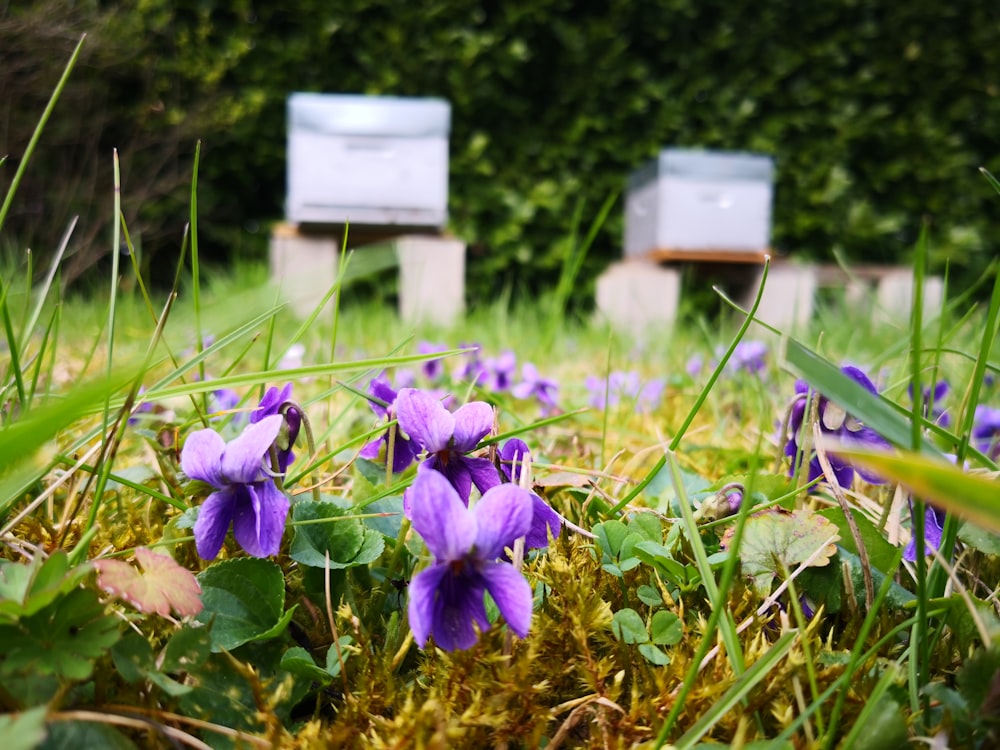 Campo de flores moradas