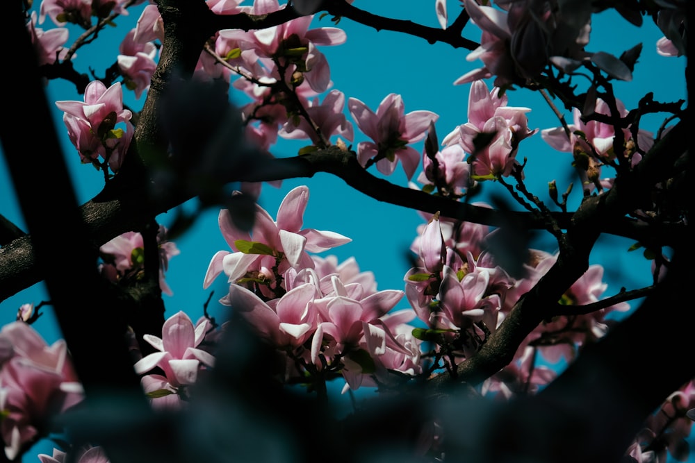 pink petaled flowers