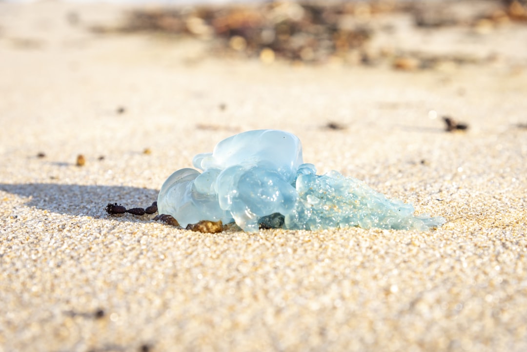 Why You Should Never Touch or Step on Jellyfish on the Sand — How to Avoid Jellyfish Stings During