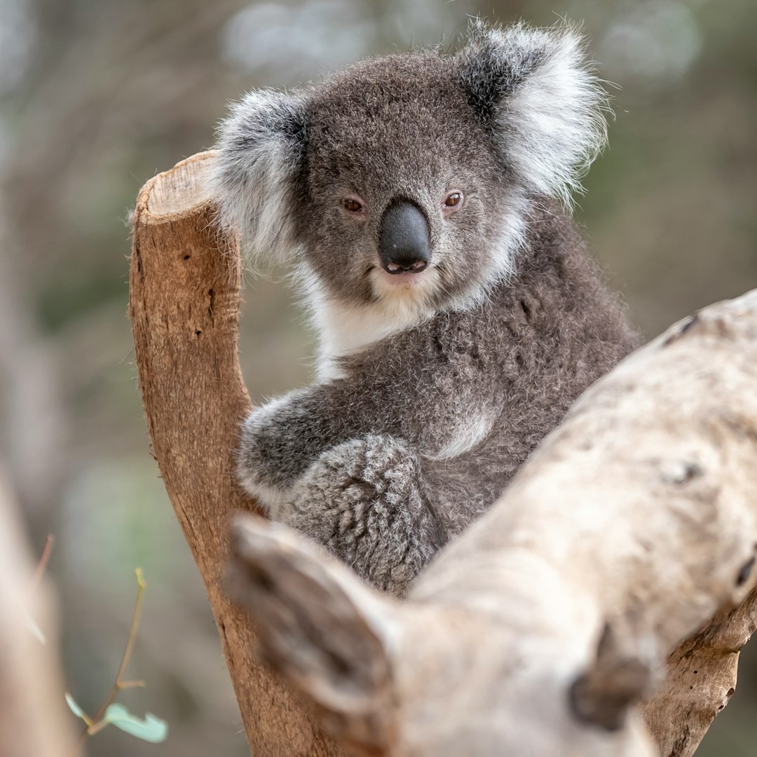  gray and white koala bear on tree koala