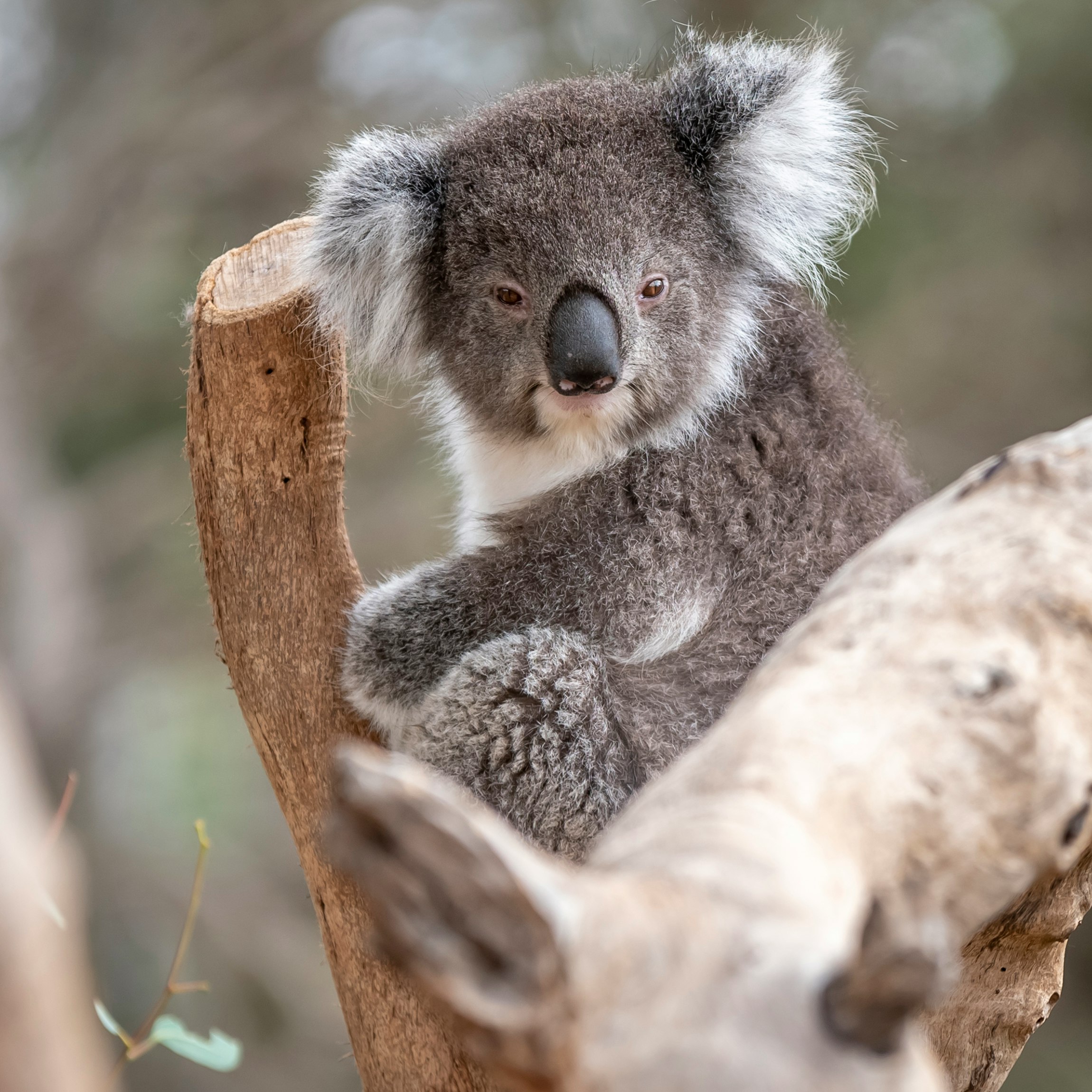 gray and white koala bear on tree