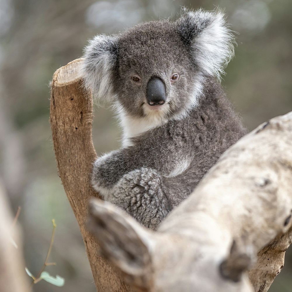 gray and white koala bear on tree