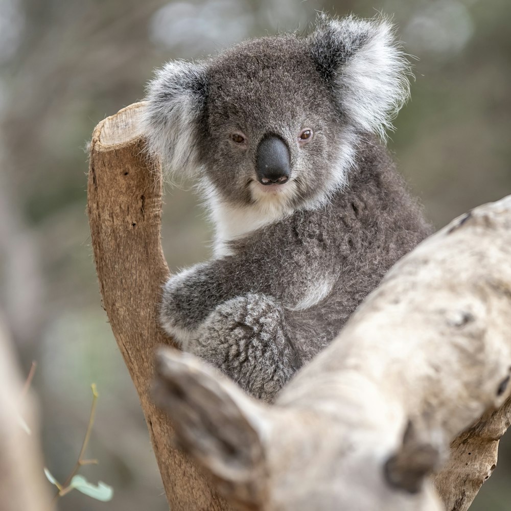 ours koala gris et blanc sur l’arbre