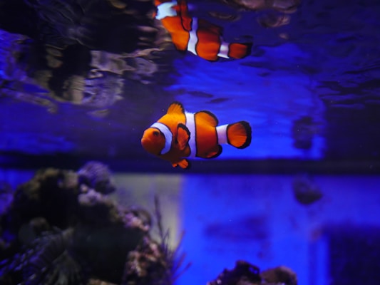 A clownfish swims in a deep blue aquarium, with its vibrant orange and white stripes standing out against the dark water. Coral and other marine life are subtly visible in the background, adding to the aquatic atmosphere.